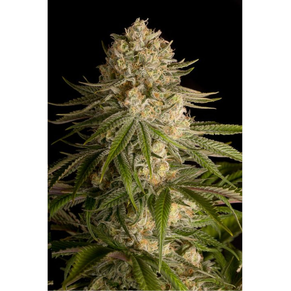 Critical Kush