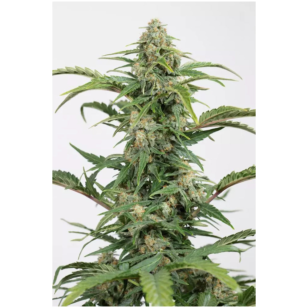 Dinamed CBD Auto
