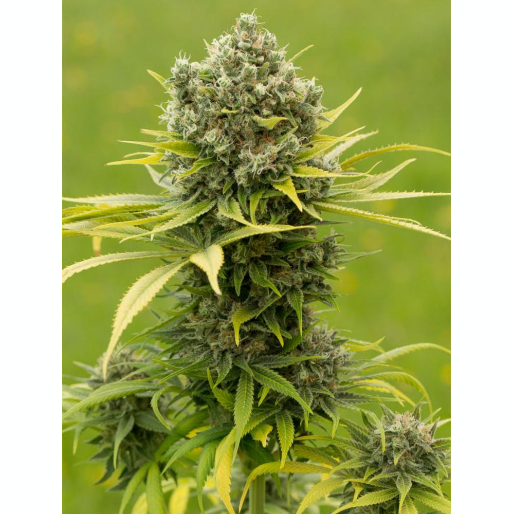 Dinamed CBD PLUS