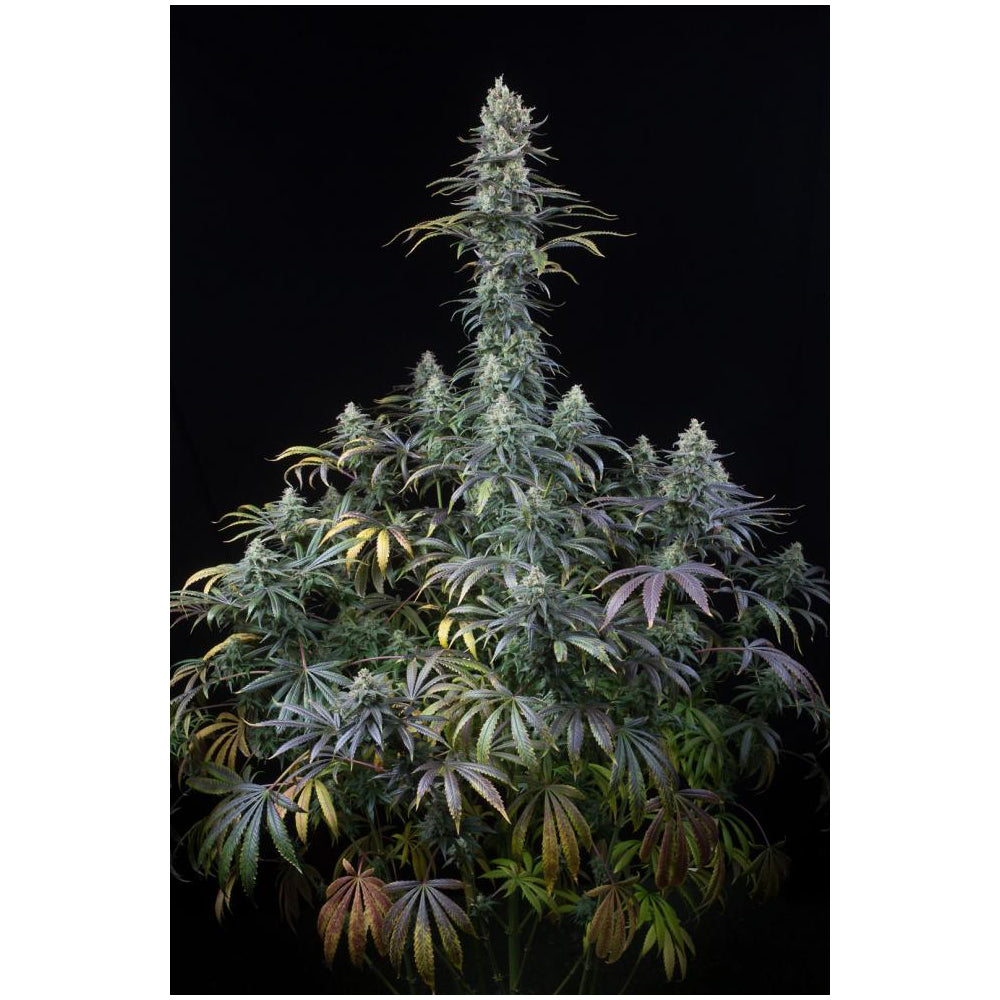 Early Amnesia CBD