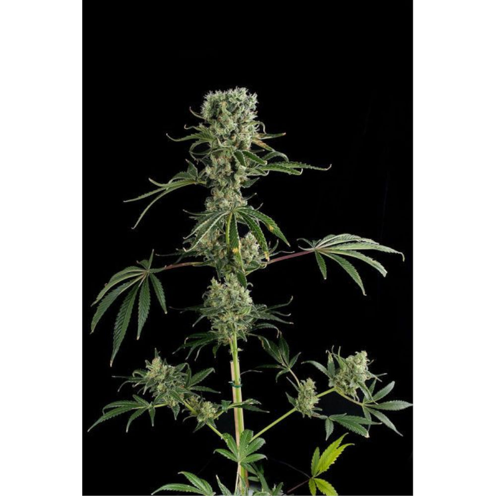 Moby Dick No-2