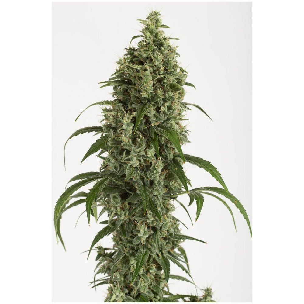 Moby Dick Auto