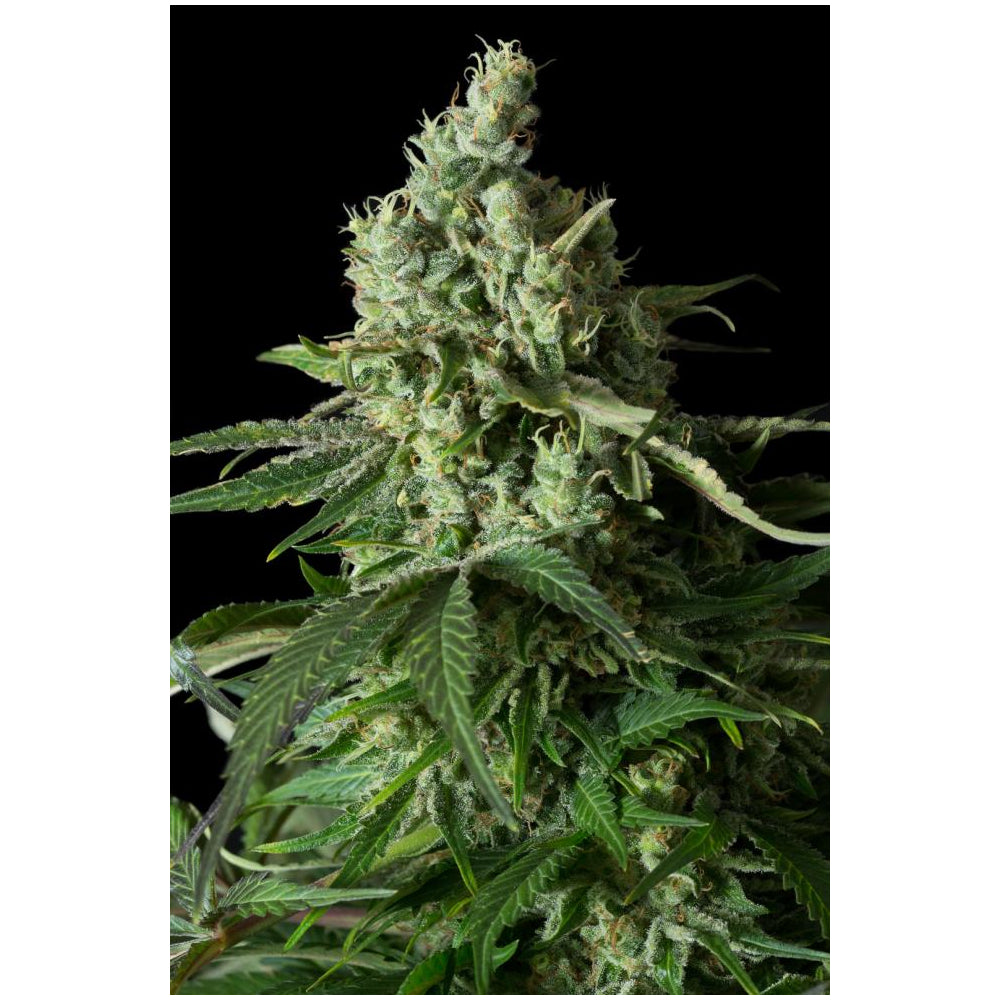 Moby Dick CBD