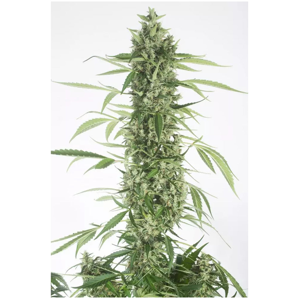 Moby Dick XXL