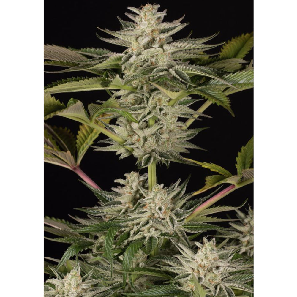 Ocean Grown Cookies