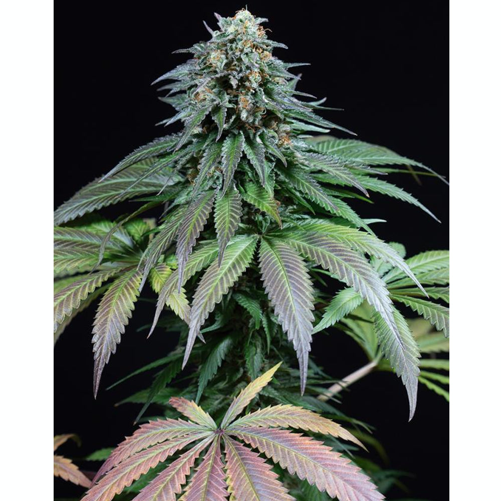 Purple Moby Dick