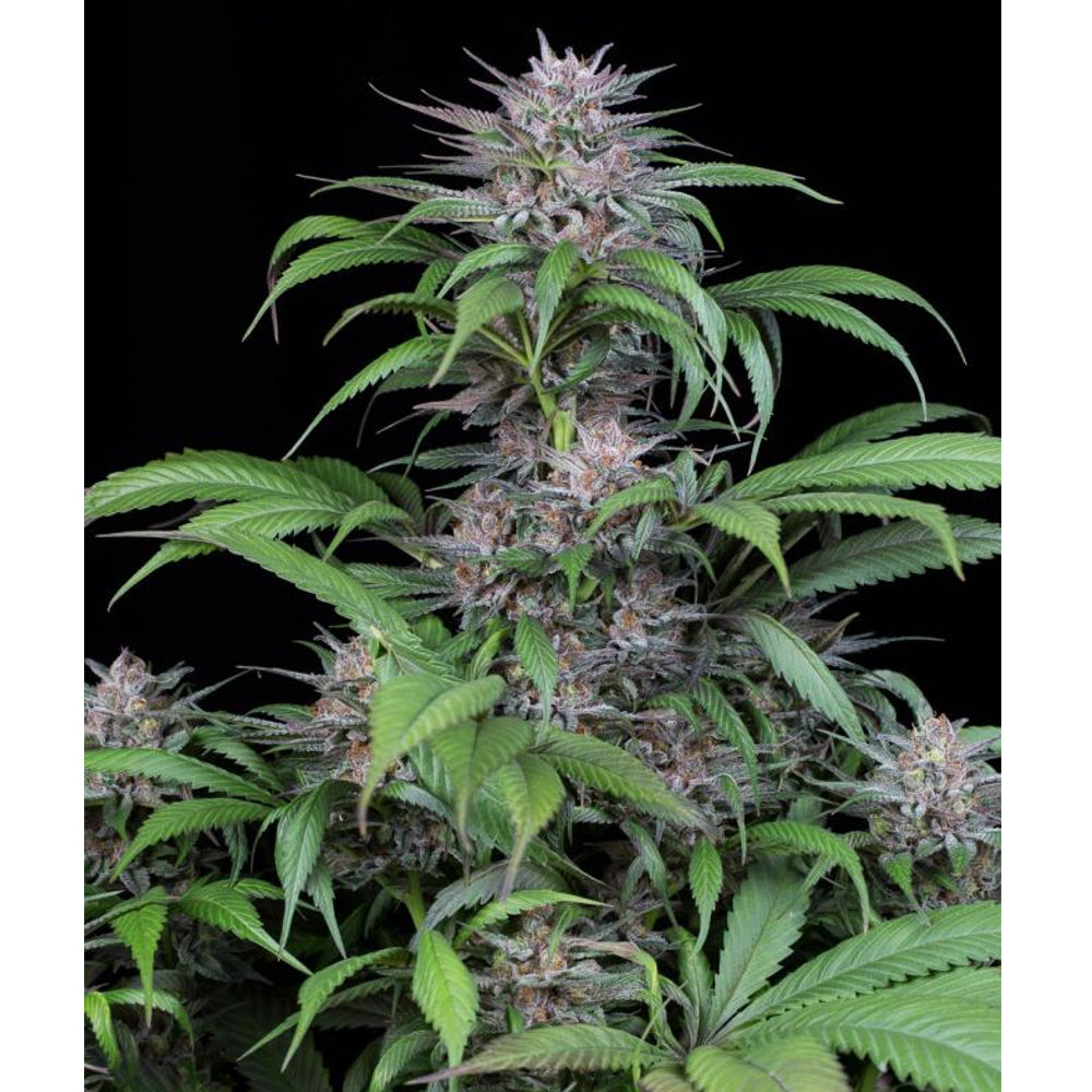 Quick Kush