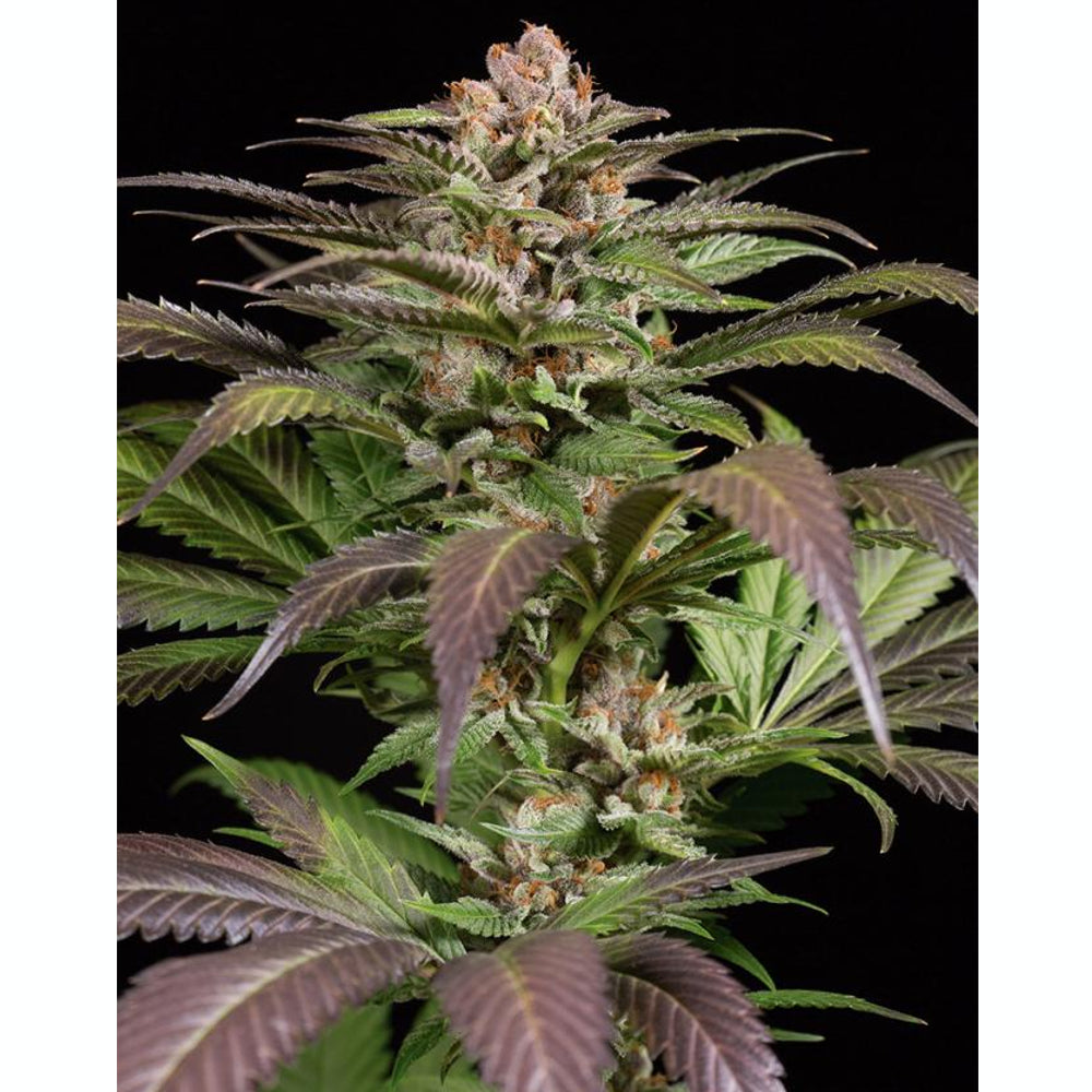 PurpsNo-1