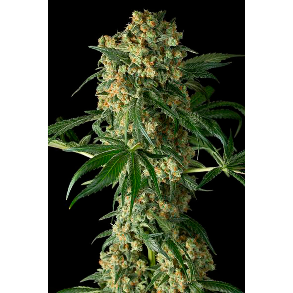 Big Kush