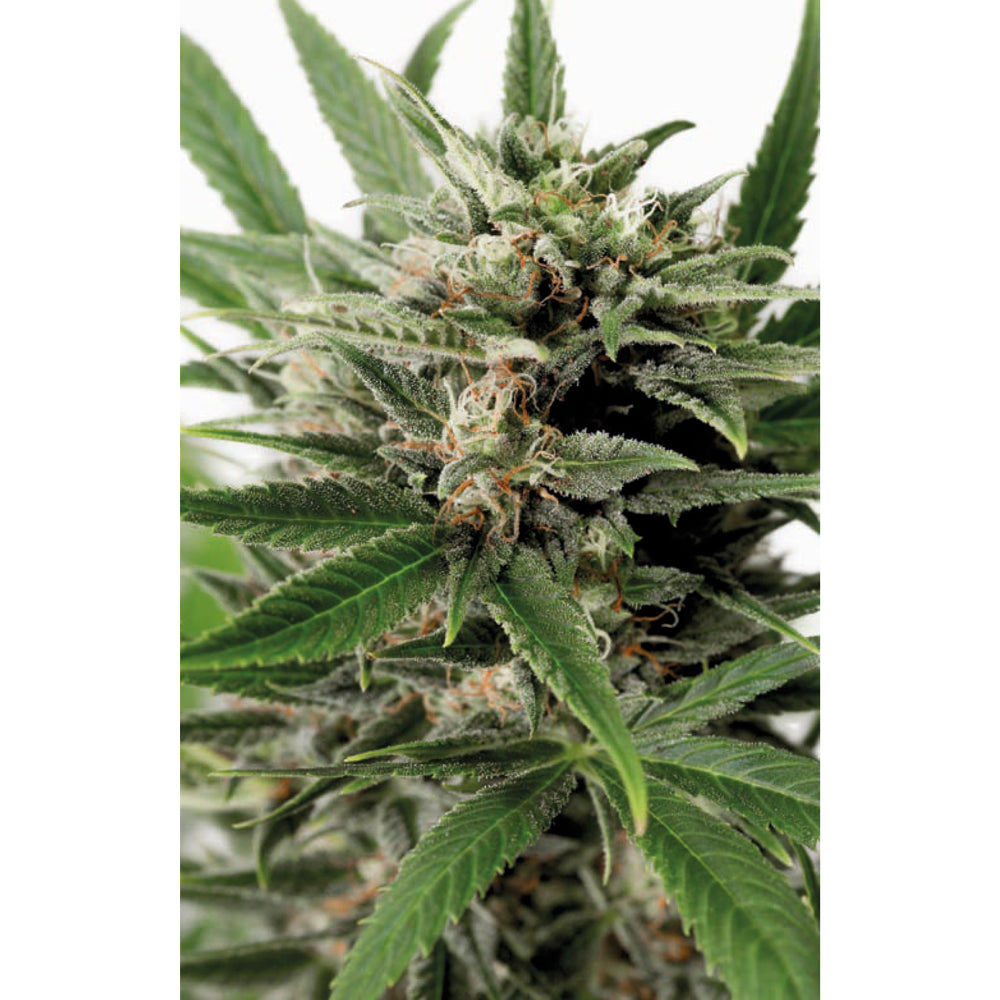 Blue Amnesia XXL