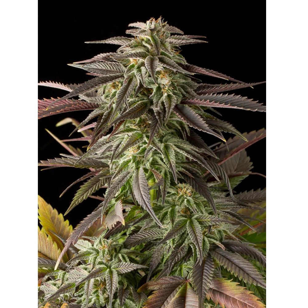 Blue Cheese