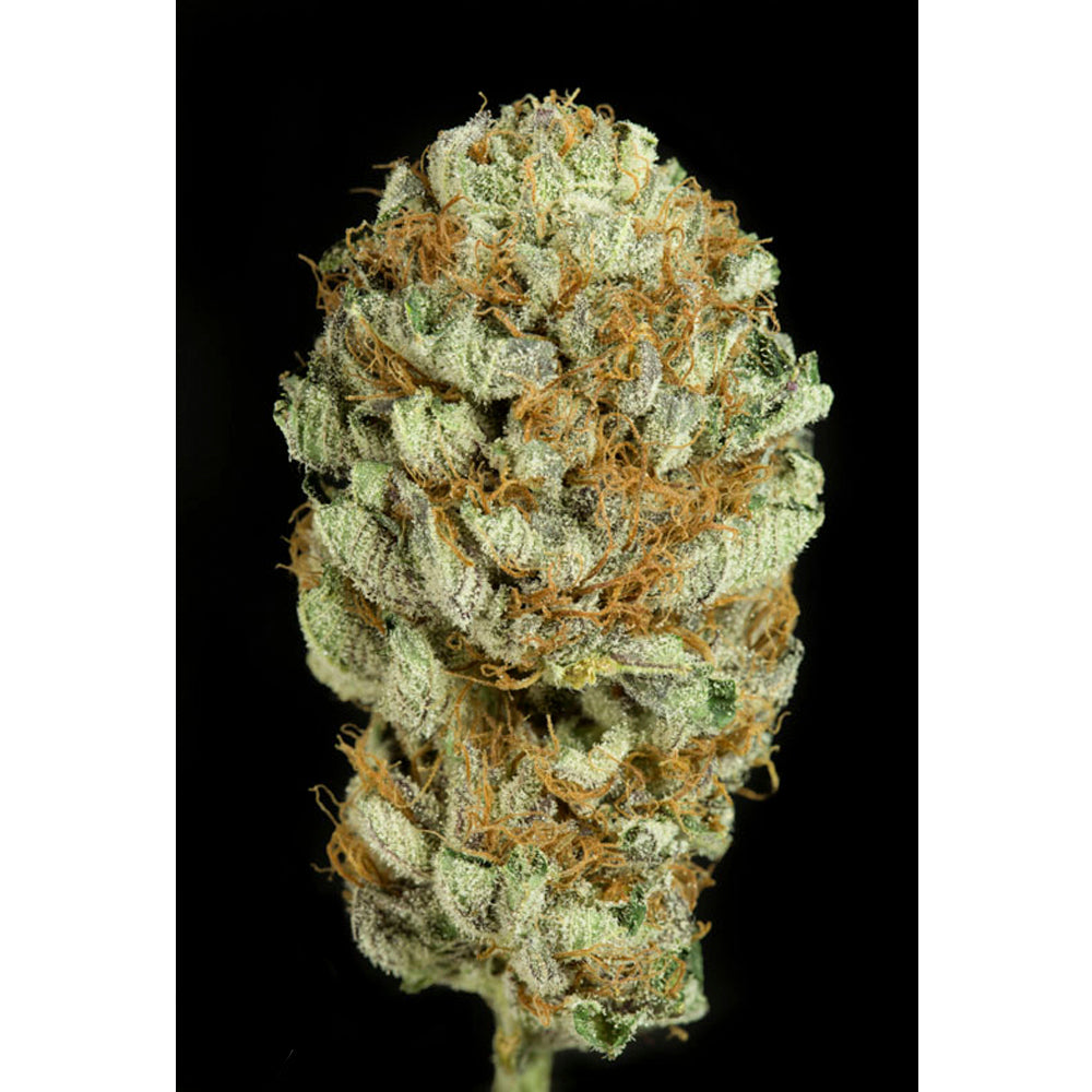 Blue Kush