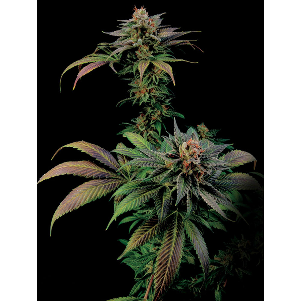 Blue Widow