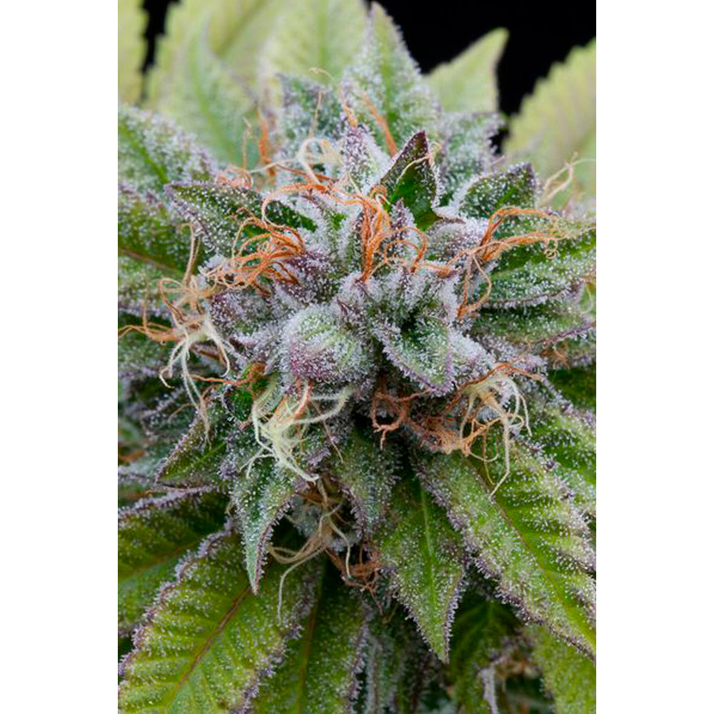 Bubba Kush