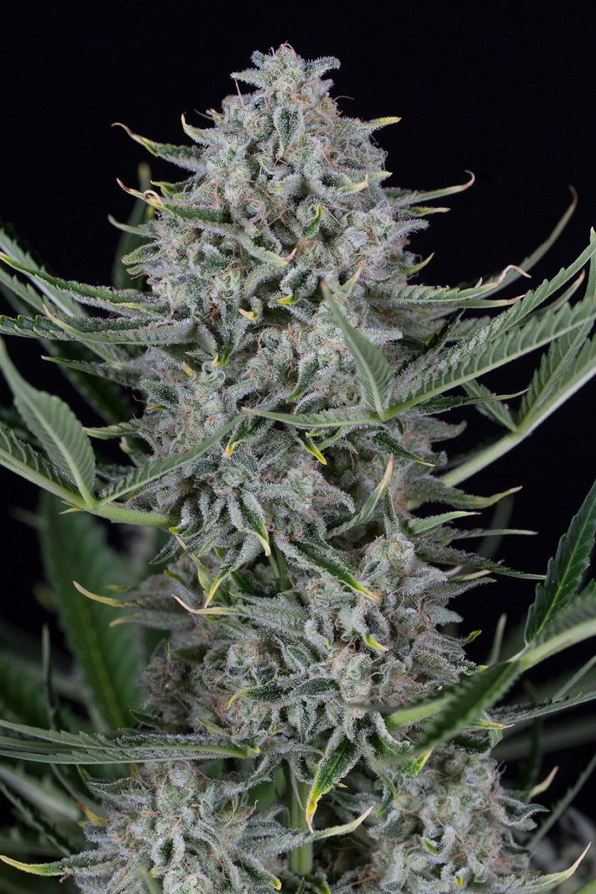 Cookies Auto