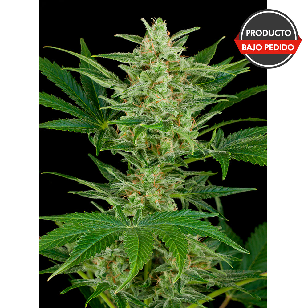 Critical Jack Autofloreciente