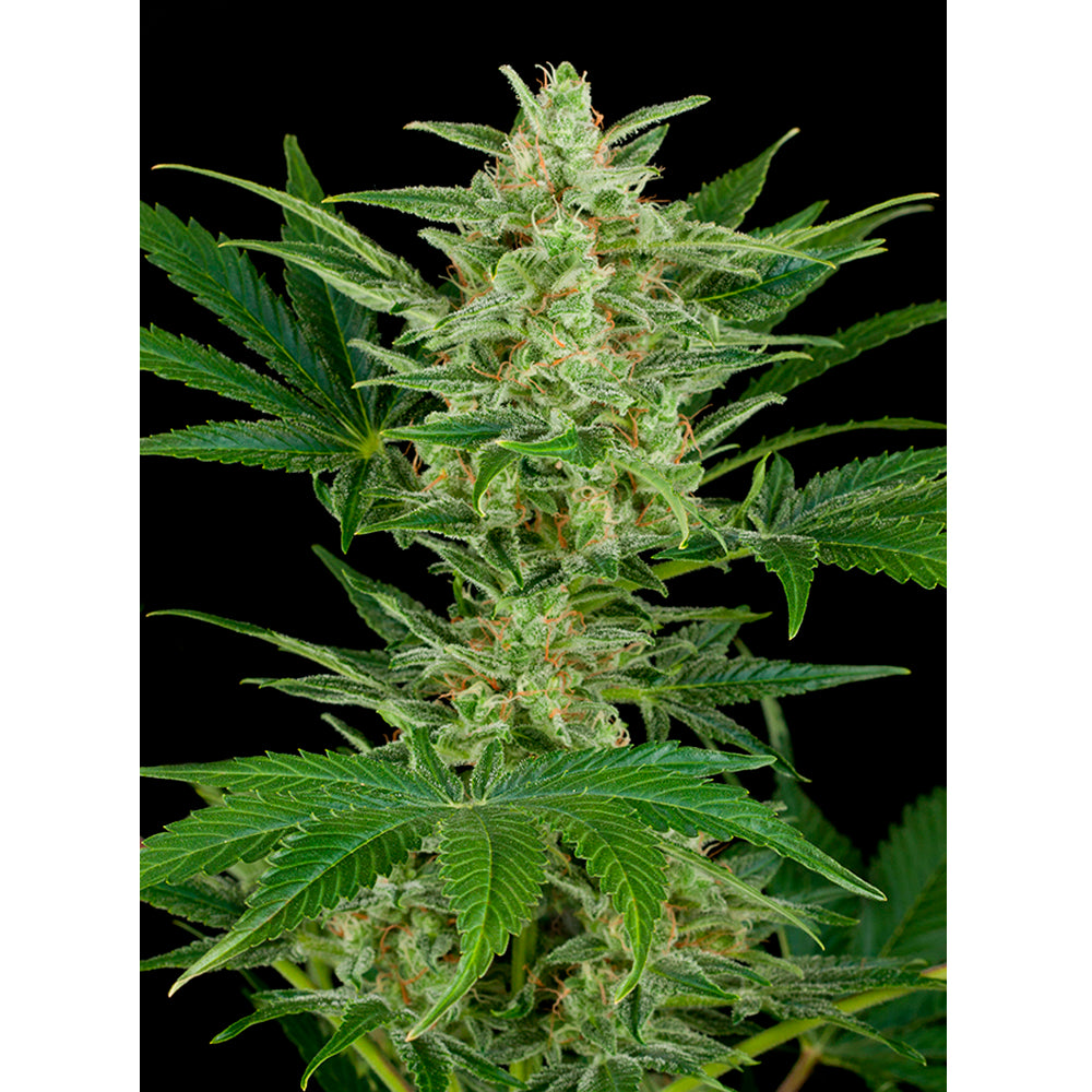 Critical Jack Autofloreciente