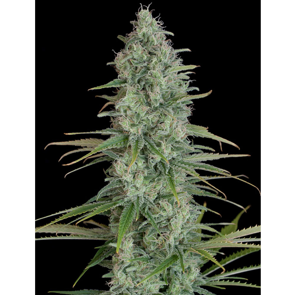 Critical Jack