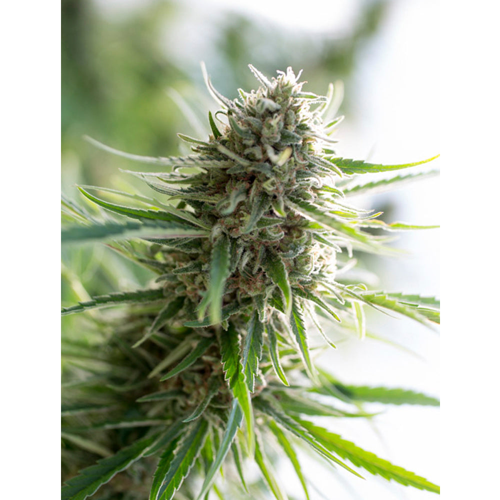 Critical Mass CBD
