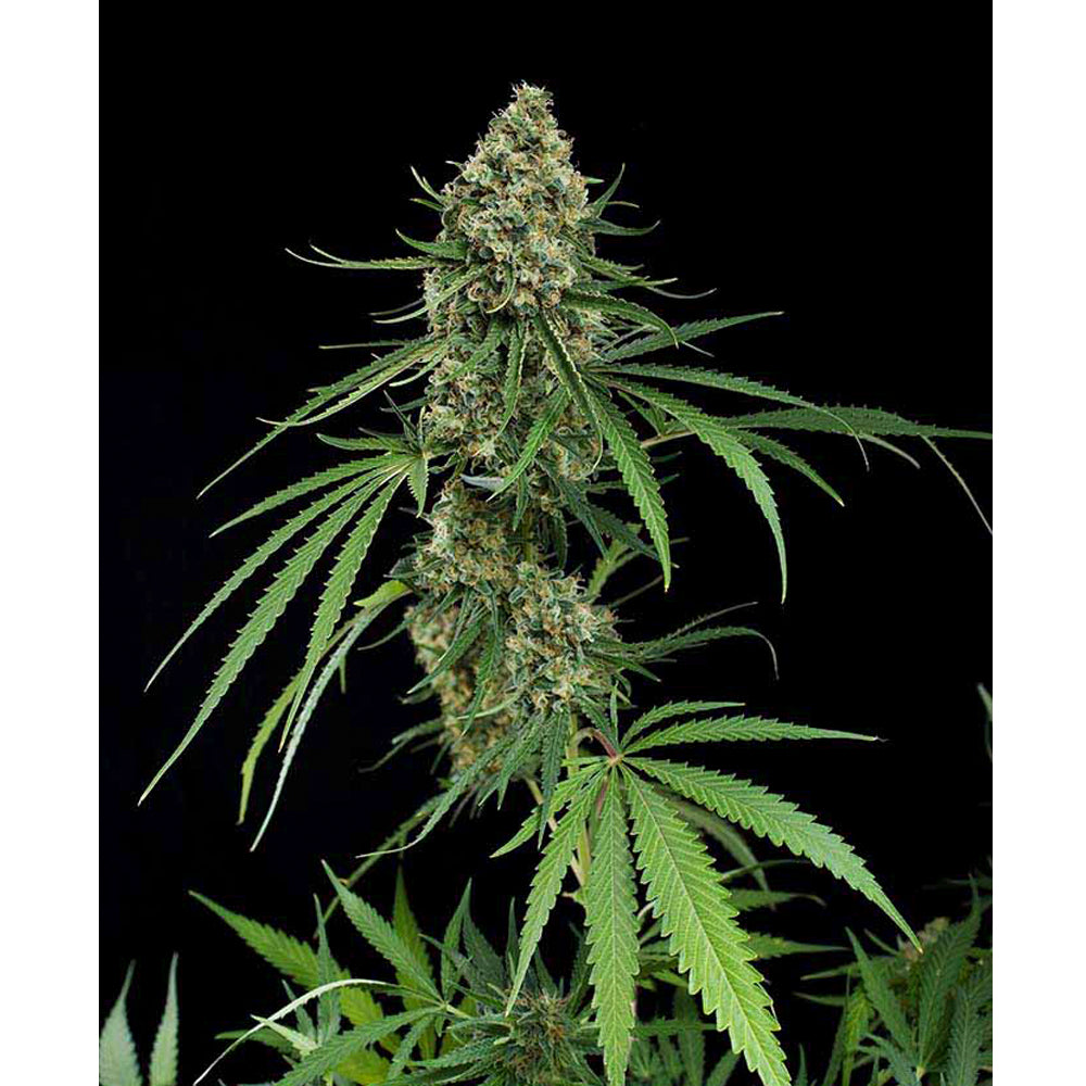 Critical +