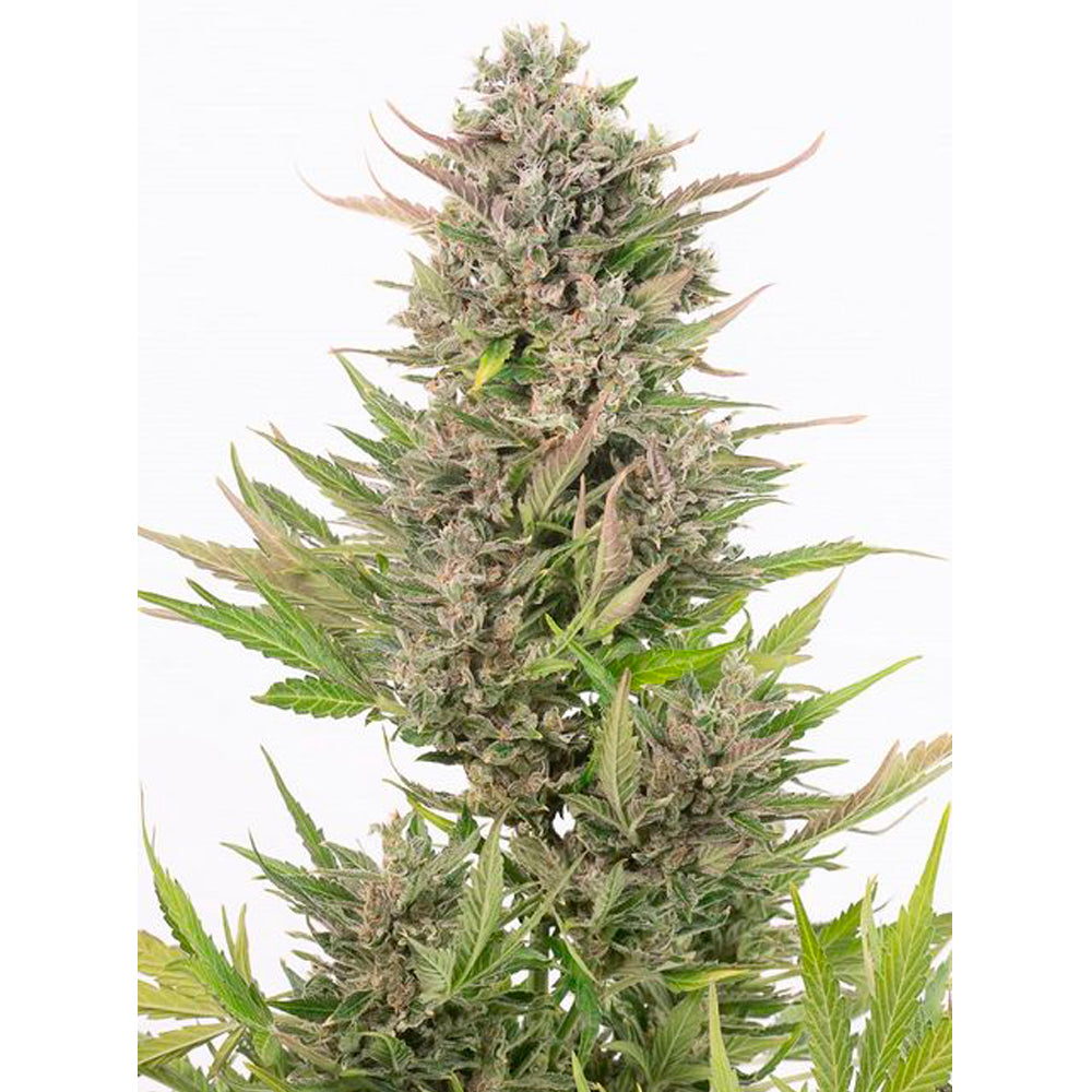 Critical+ Auto CBD