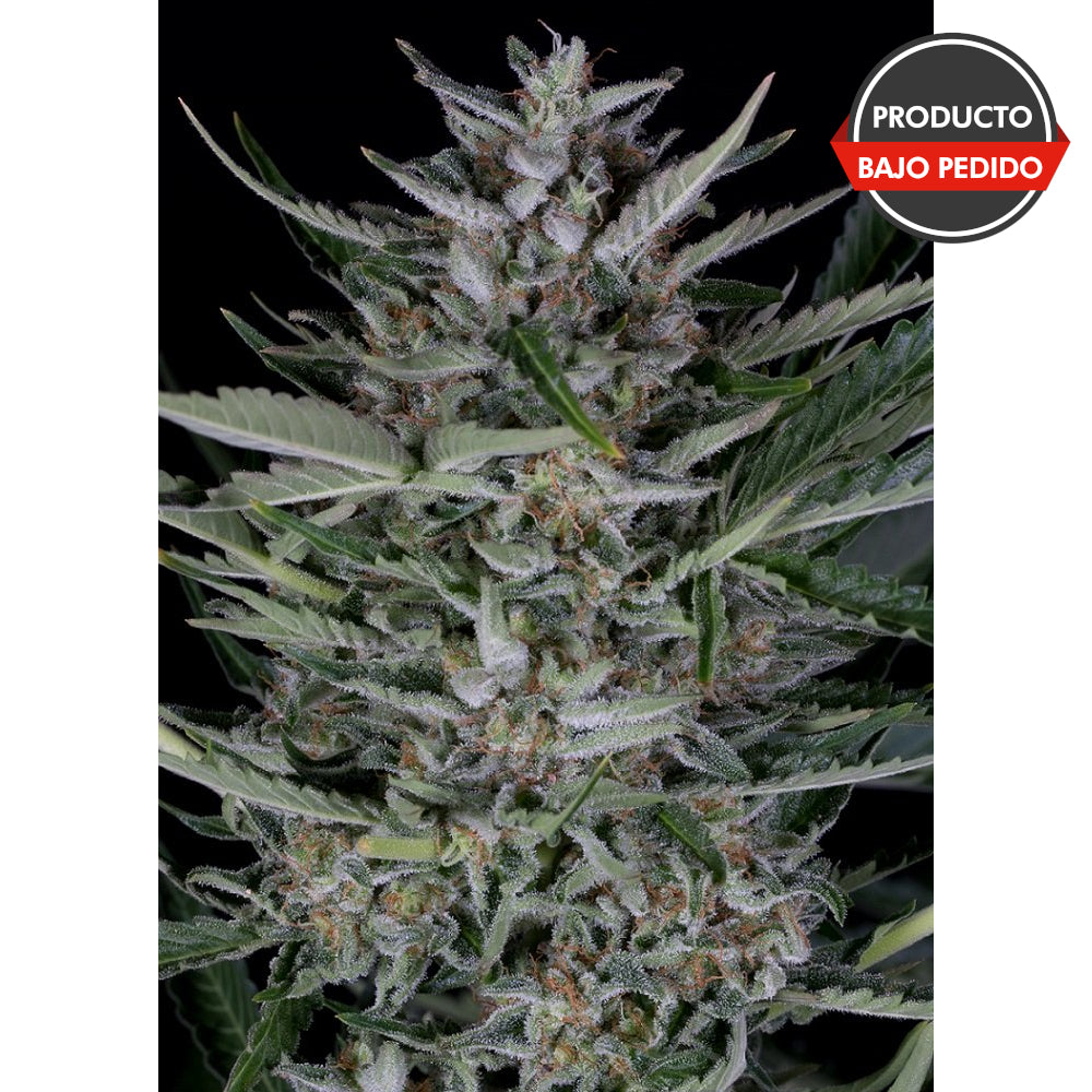 Gorilla Auto