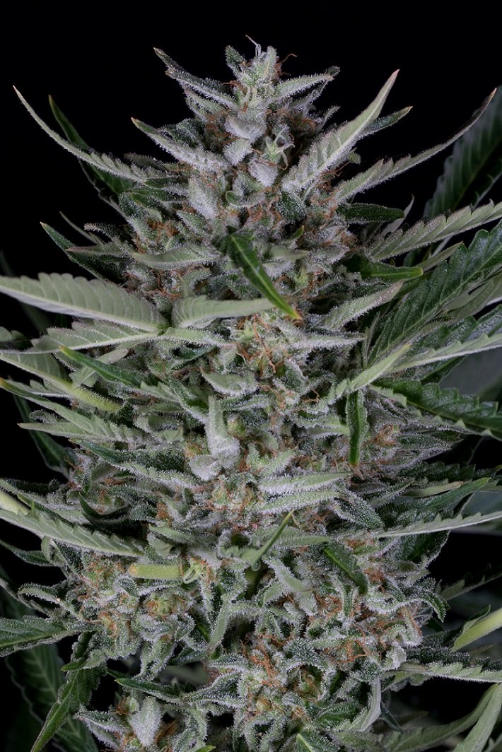 Gorilla Auto