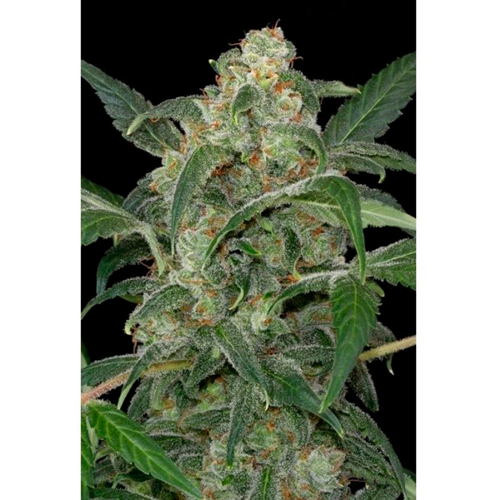 Haze 2.0 Autofloreciente
