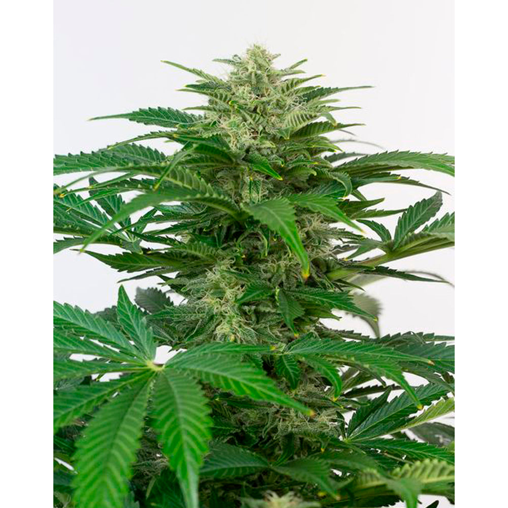 Haze Auto CBD