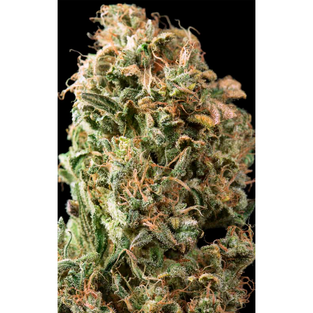 OG Kush Auto