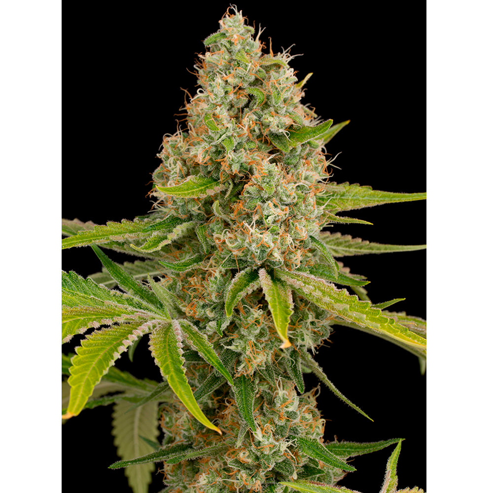 Og Kush