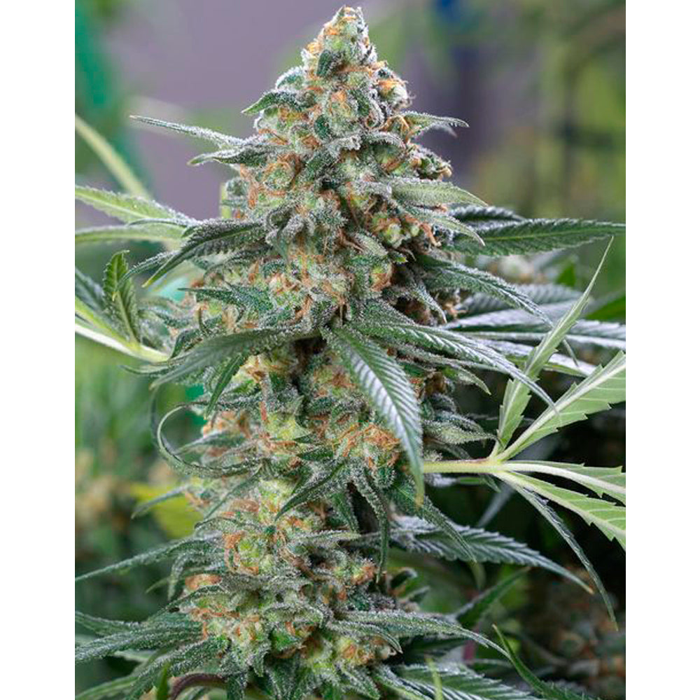 OG Kush CBD