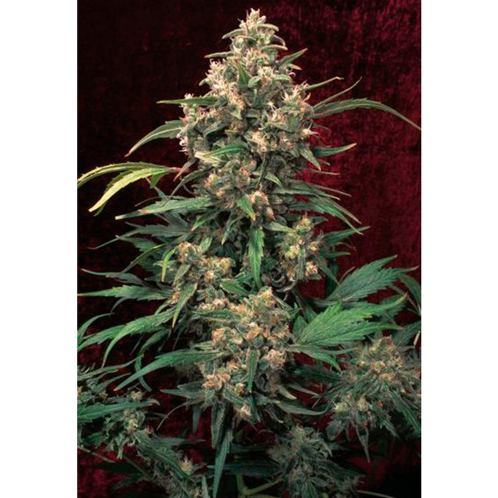 Original Strawberry Cough