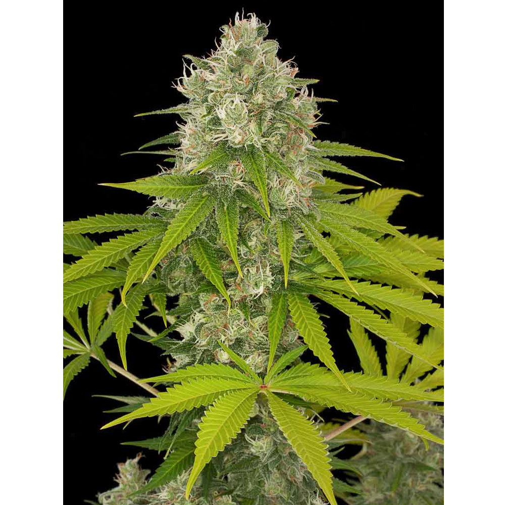 Power Kush