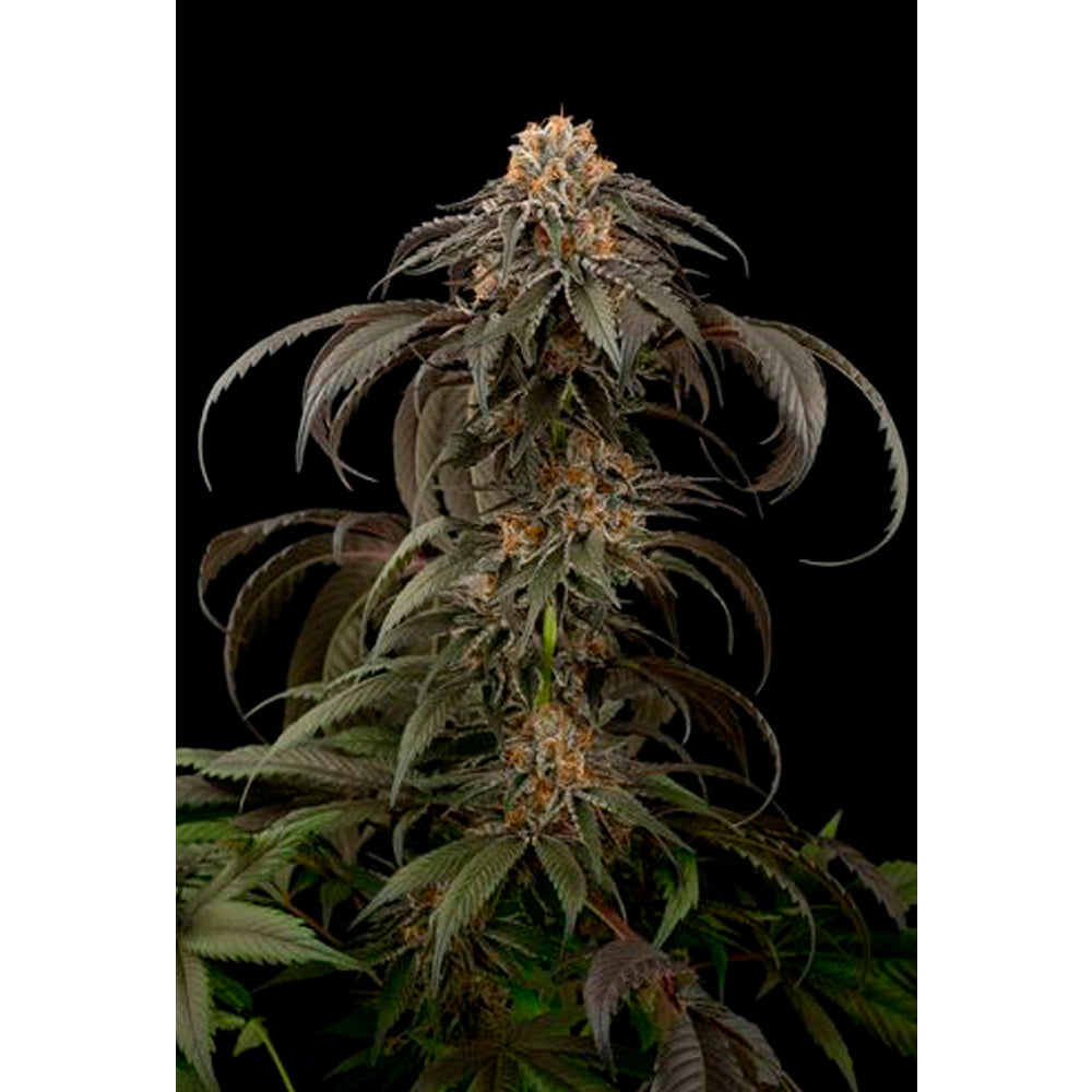 Purple Afghan Kush