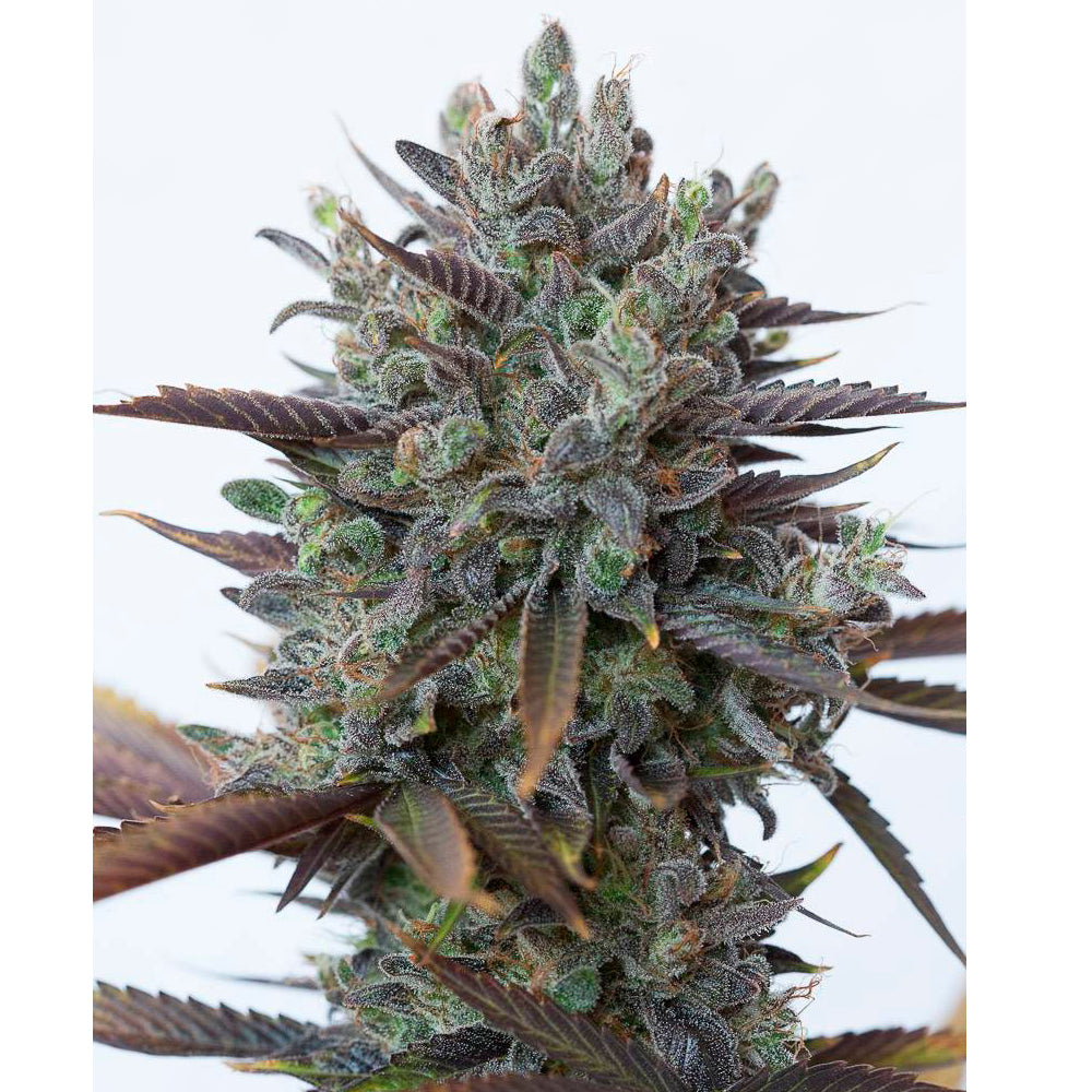 Purple Orange CBD