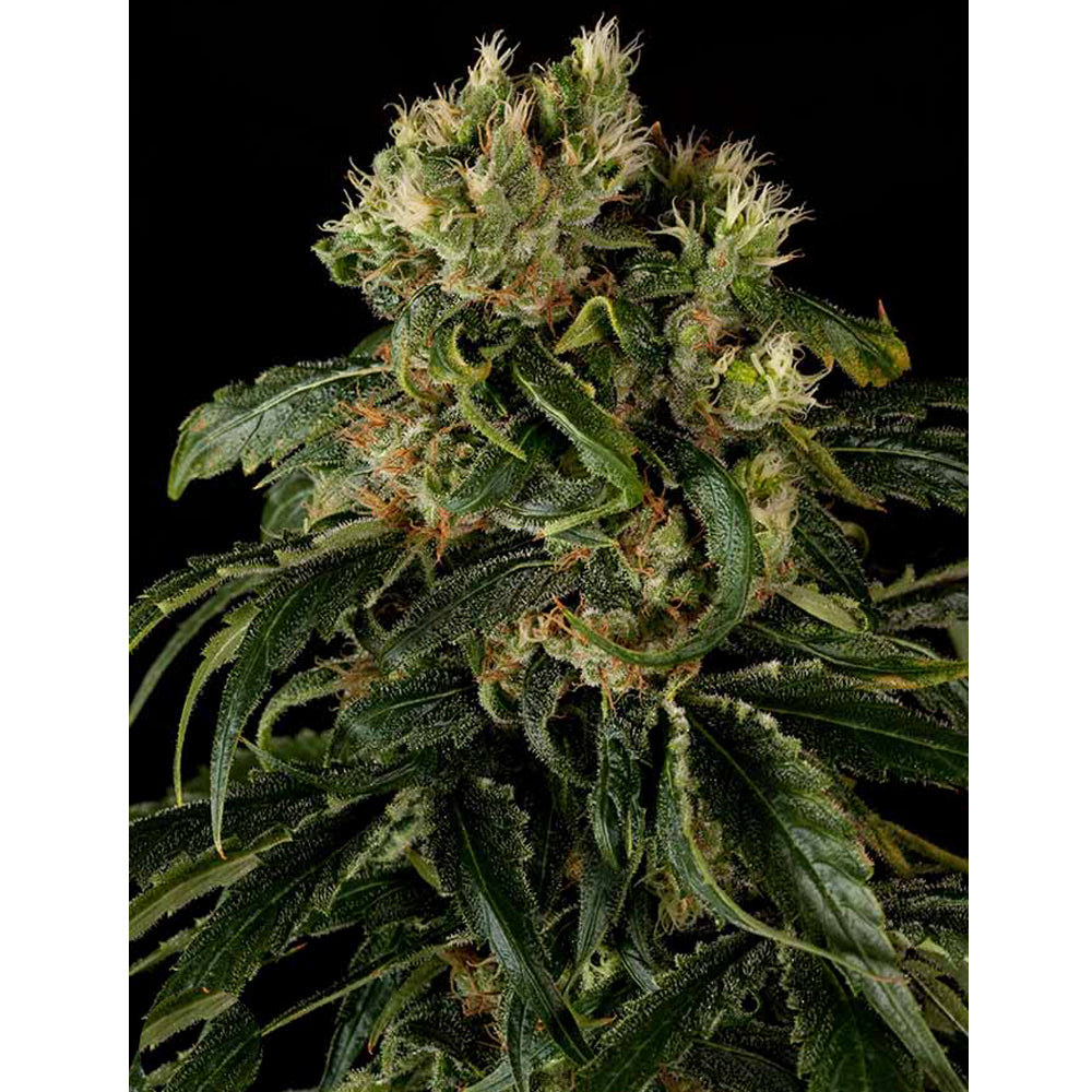 Santa Sativa