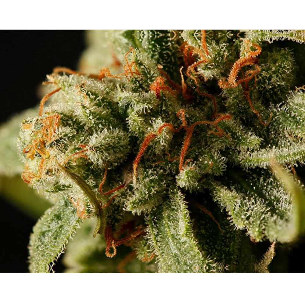 Sweet Deep Grapefruit
