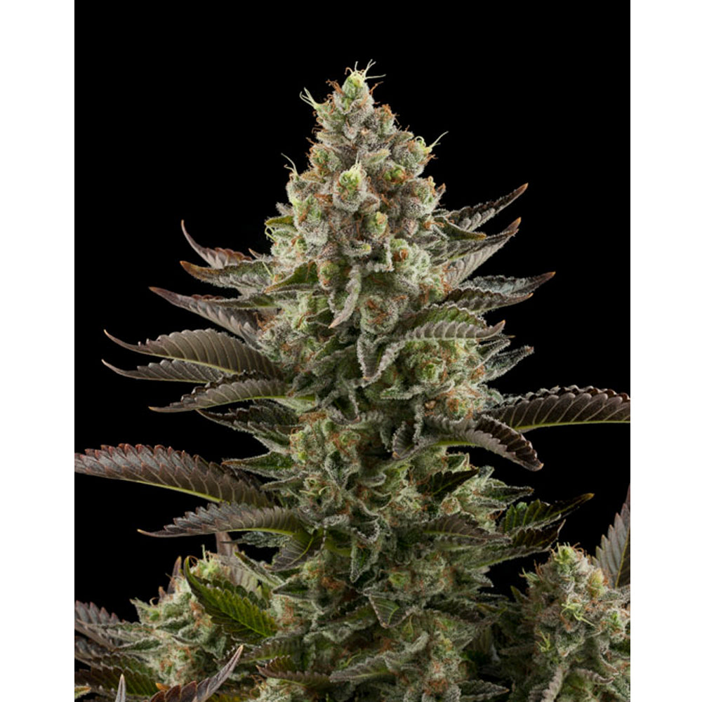 White Widow