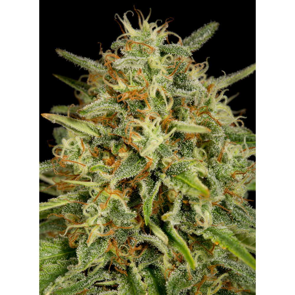 Strawberry Amnesia