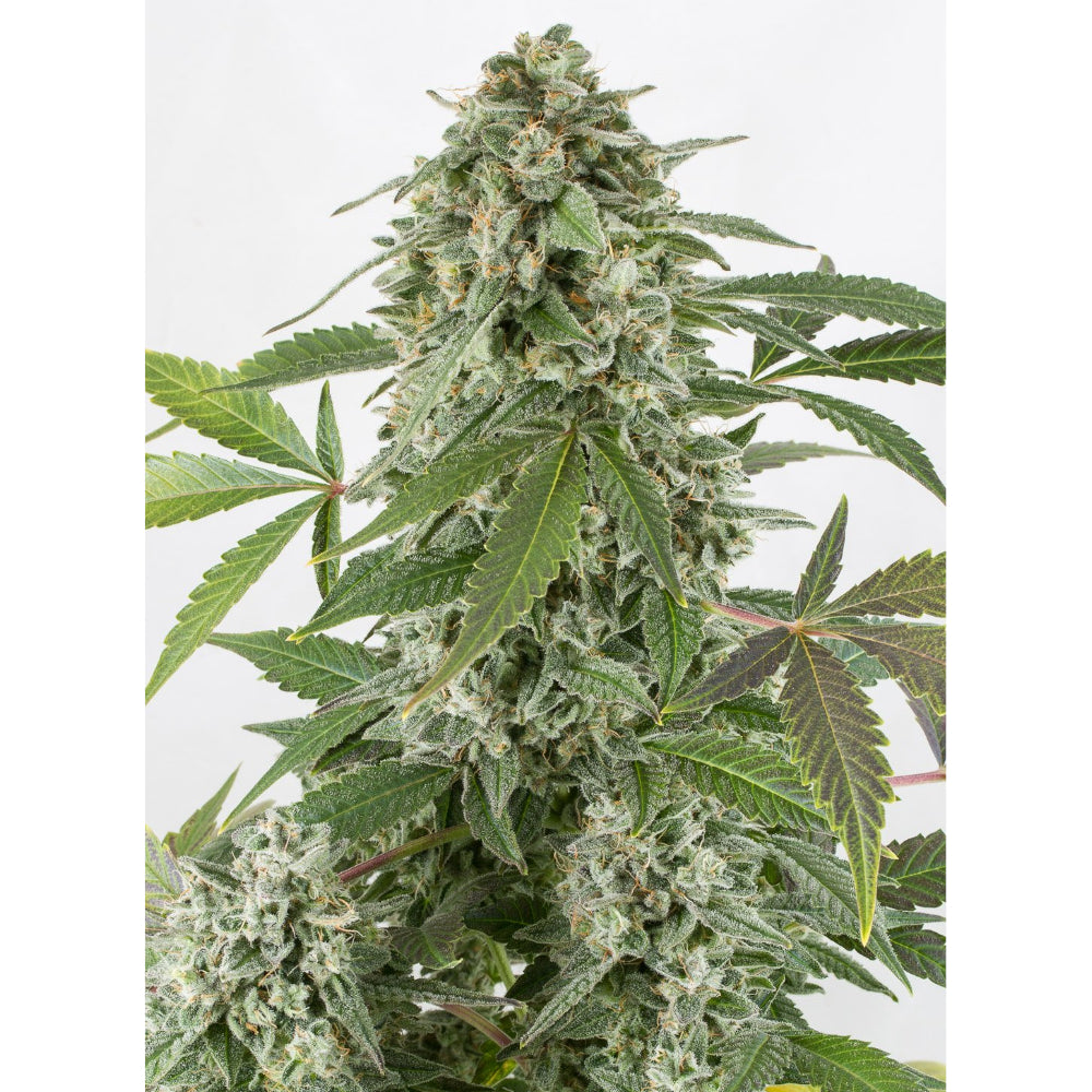 White Widow Auto