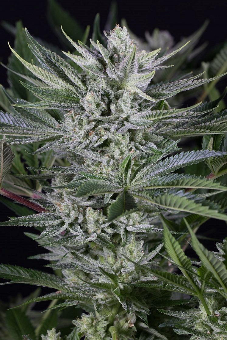 Gorilla CBD