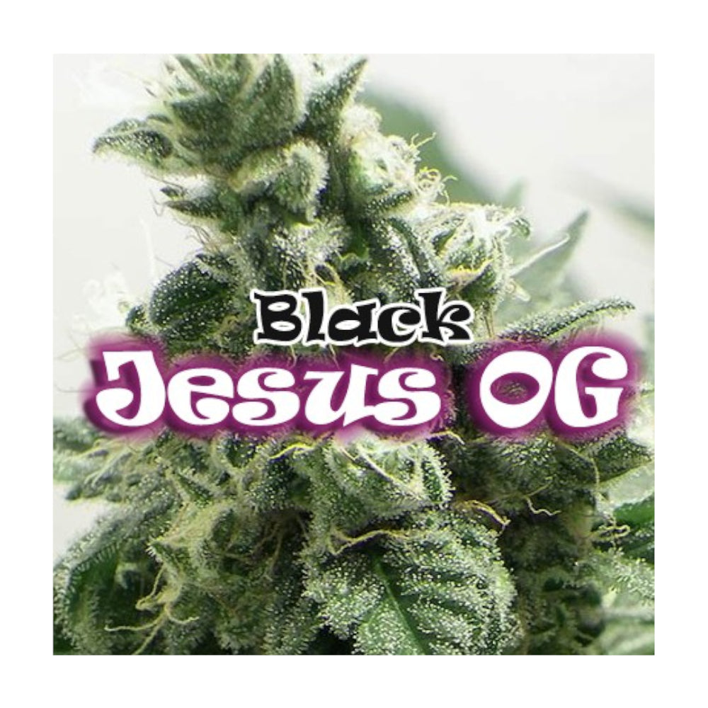 Black Jesus OG