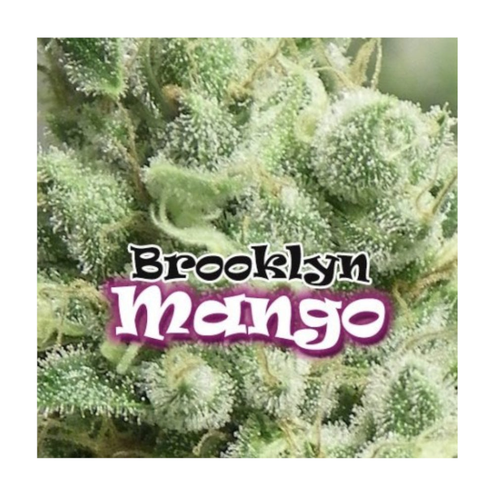 Brooklyn Mango