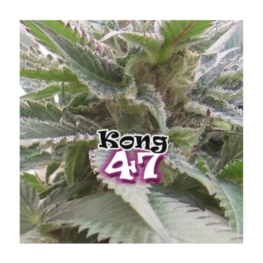 Kong 47