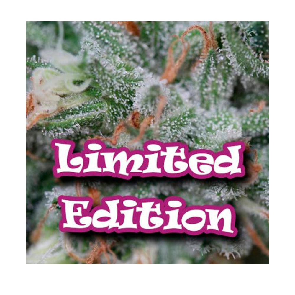 Original Ganster Ed.limitada
