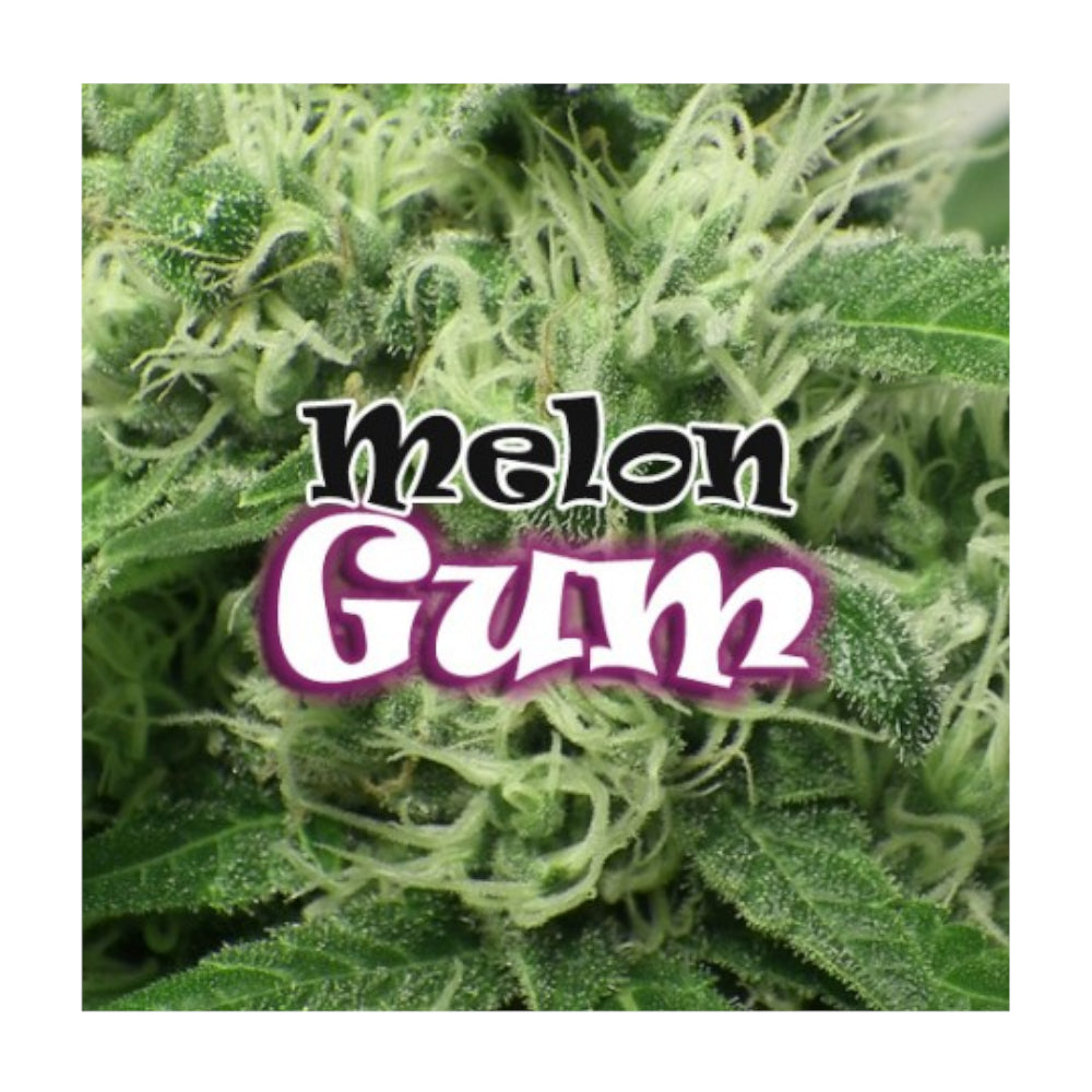 Melon Gum