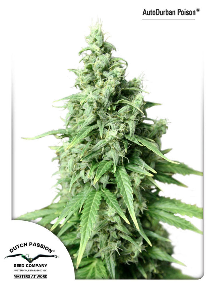 AutoDurban Poison