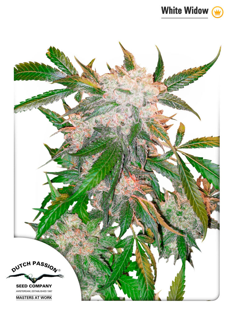 AutoWhite Widow