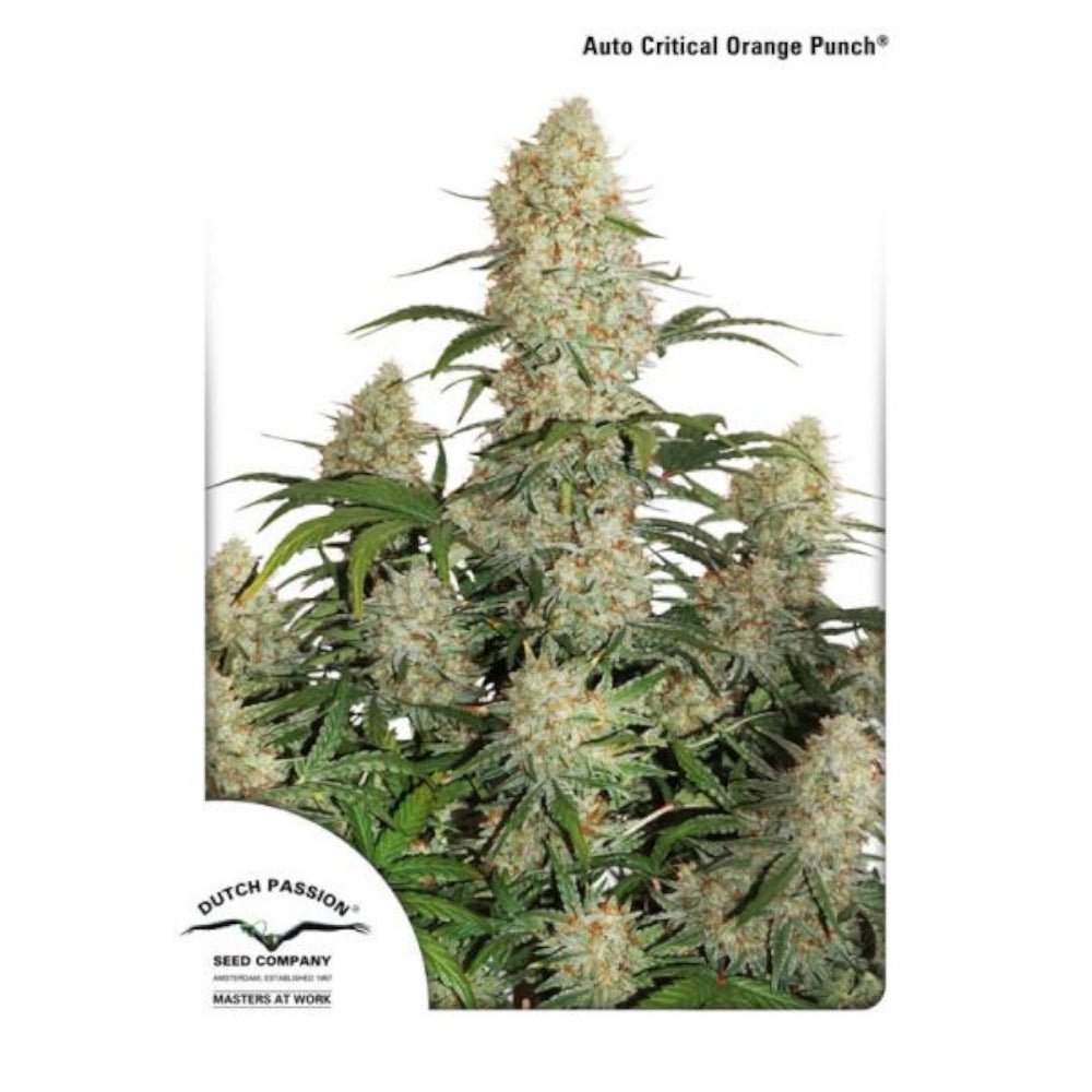 Auto Critical Orange Punch